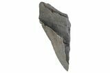 Partial Fossil Megalodon Tooth - South Carolina #359107-1